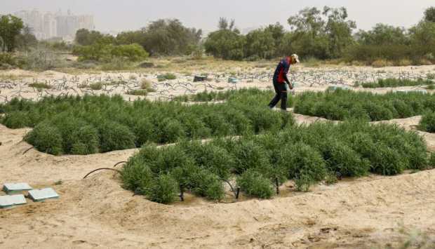 مستقبل الزراعة «فاصوليا البحر نبتة مذهلة تنمو فى المياه المالحة مبتدا