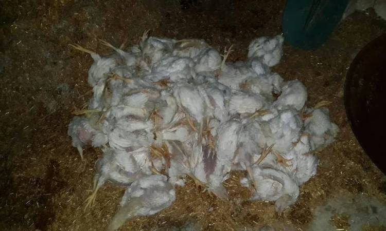المزارعين يبيع بسعر ٦ احد الدجاجه الواحده بحث عن