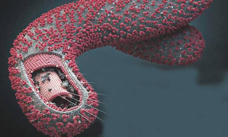 ايبولا فيروس فيروس الإيبولا