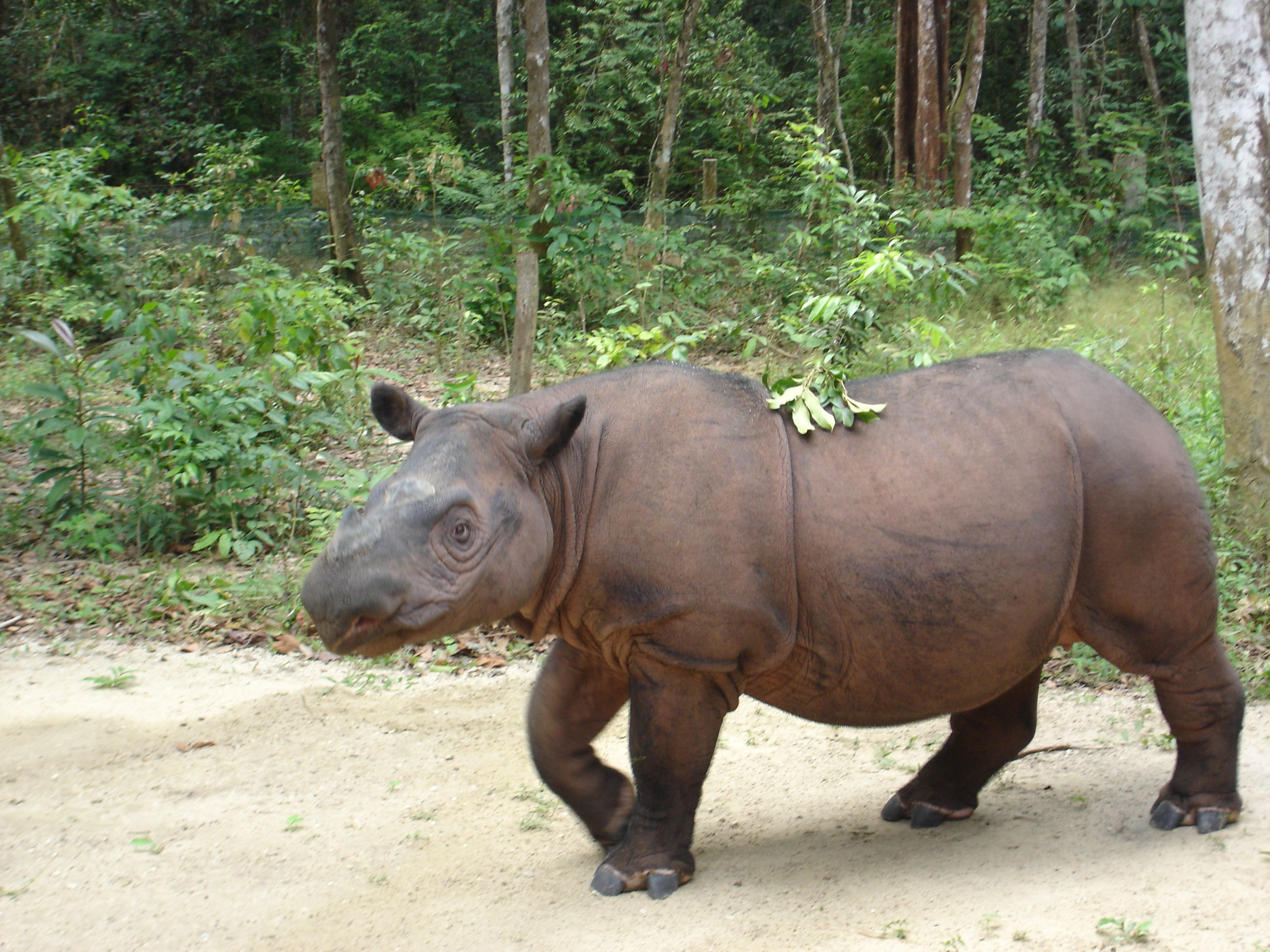 وحيد القرن السومطري